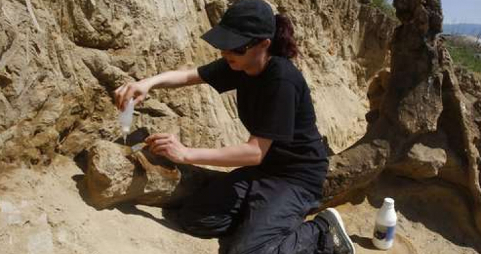 Български и македонски учени разкопават останките на предшественик на слона