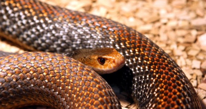 Змия ухапа и уби домашно куче на варненец във Варна