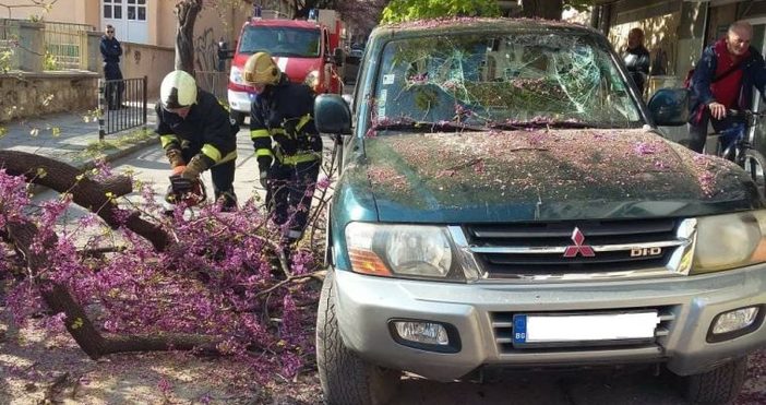 Кастрено дърво предизвика инцидент който едва не приключи трагично Подрязвано