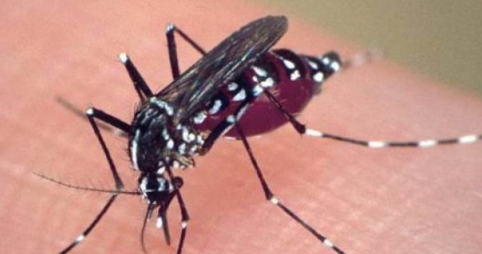 Комари с размер над 5 сантиметра нападнаха Граф Игнатиево и
