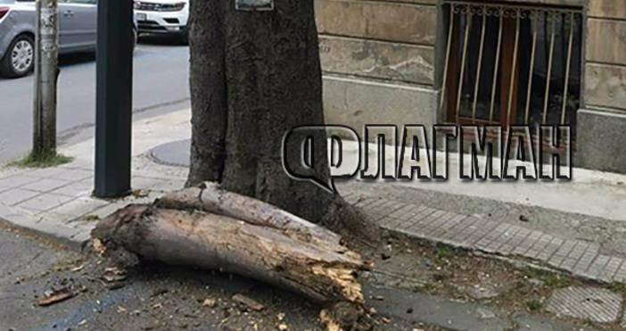 Снимка Флагман бгПрогнил клон от старо дърво буквално е затиснал автомобил