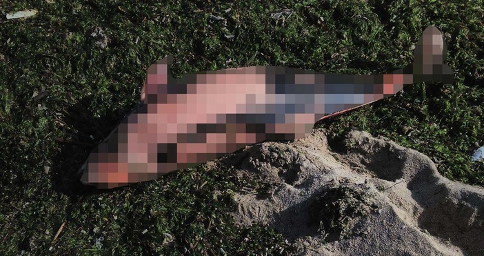 Тяло на малък делфин е бил намерен изхвърлен на брега на
