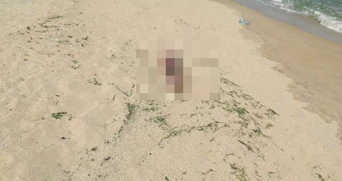 Снимки: читателМъртъв делфин лежи на плажа Кабакум, съобщи за Петел