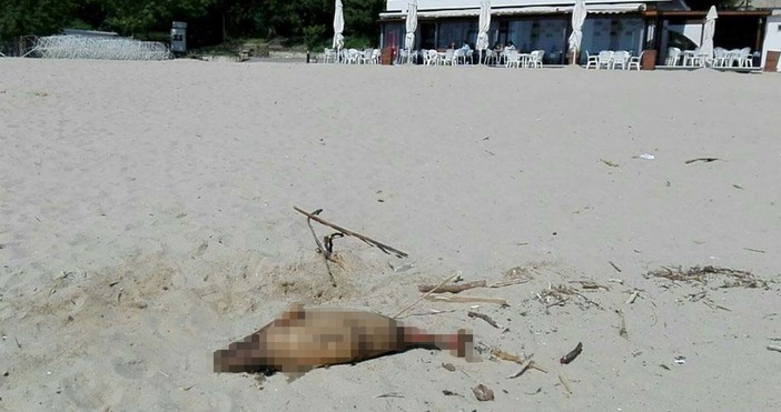 Трети мъртъв делфин е открит днес на плажа във Варна. Тялото