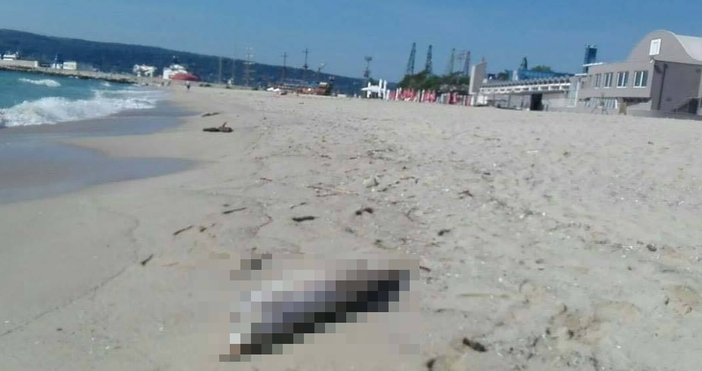 Морето изхвърли трупове на два мъртви делфина на плажа във