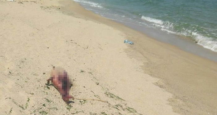 Проверяват ли държавните органи смъртта на делфините изхвърлени на плажове