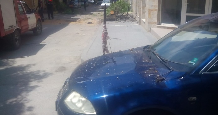 Снимки Петел Дърво падна върху паркирана кола на ул Неофит Бозвели