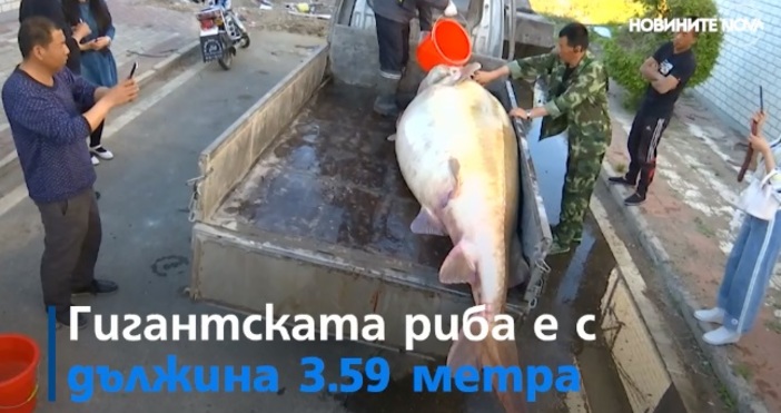 Видео: Мария ХристоваЕсетра с тегло 514 кг и дължина 3.59