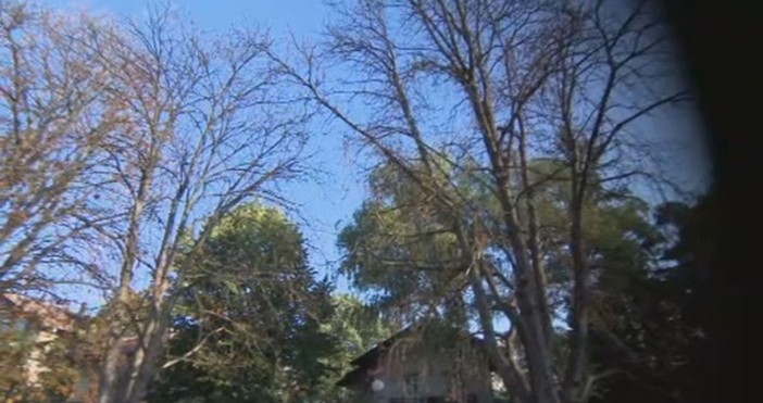 Снимка bTVЖители на столичния квартал Лозенец сигнализираха институциите че дървета