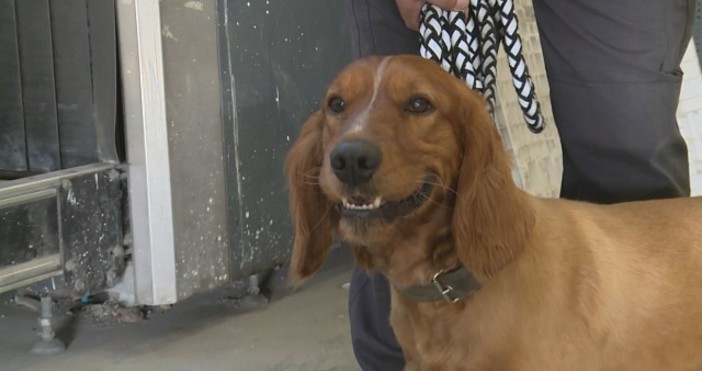 Кадри bTVВ края на миналата седмица едно митничарско куче откри рекордно