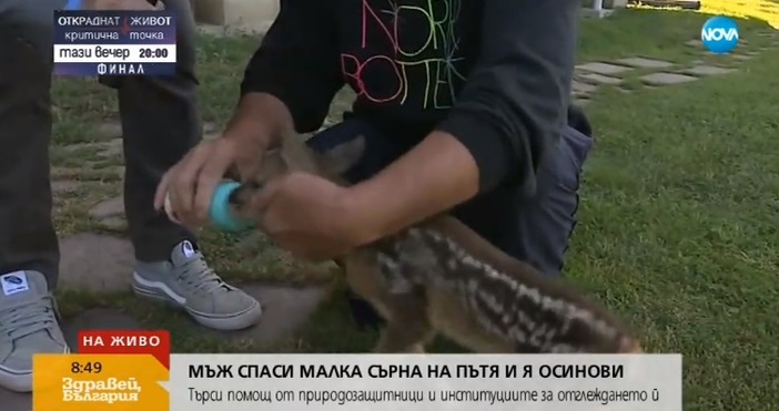 Мъж спаси две бебета сърнички на пътя край село Белопопци