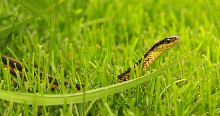 Снимка  Trafficnews bgСериозен ръст на популацията на змии отчитат в Смолянско като