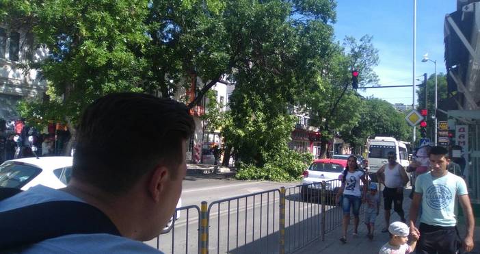 Огромно дърво падна днес на ул. Д-р Пюскюлиев в района