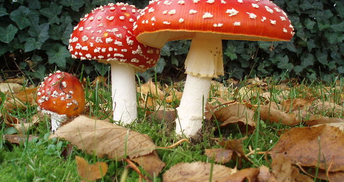   Илюстрация Уикипедия70 годишният Здравко Пинчев от село Вишнево община