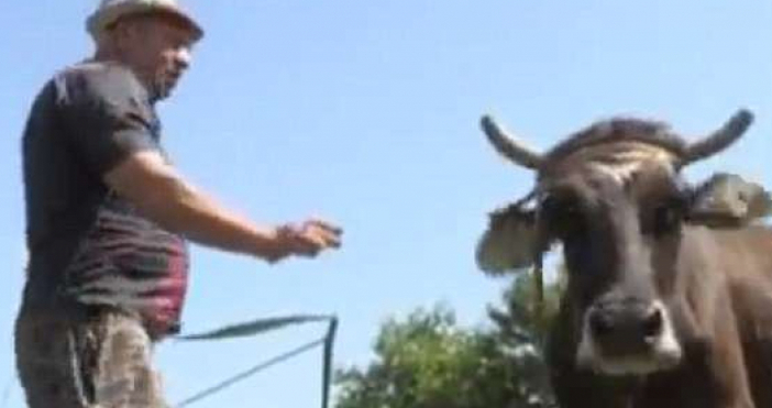 Крава която избягала от фермата си в България и пресякла
