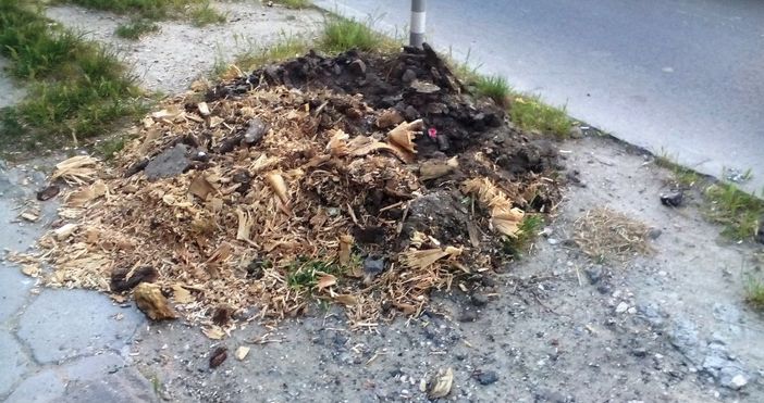 Община Варна е започнала кампания за разбиването на старите пънове