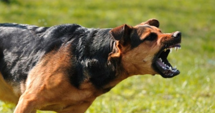 Полицията разследва случай на нахапано от домашни кучета момиче в Горна Оряховица