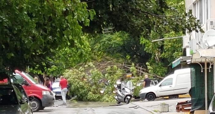 Снимки читателВторо дърво бе съборено от пороя във Варна сигнализира