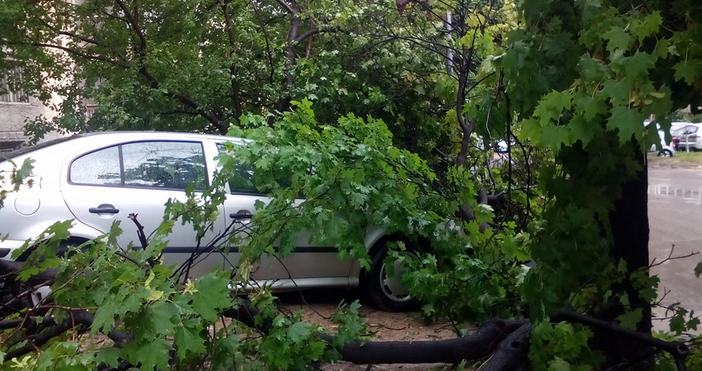 Снимки ПетелДърво се стовари върху кола след пороя във Варна.Инцидентът