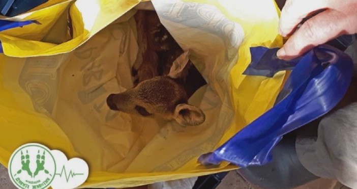 Снимка Фондация Дивите животниСпасиха новородена сърничка предлагана в найлонов плик