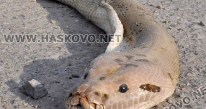 Снимка Хасково нетМъртвата 3 20 метрова змия която шокира преминаващите по международния път Е 80