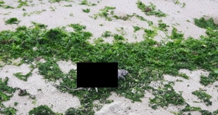 Морето на плажа във Варна изхвърли умрели плъхове видя репортер