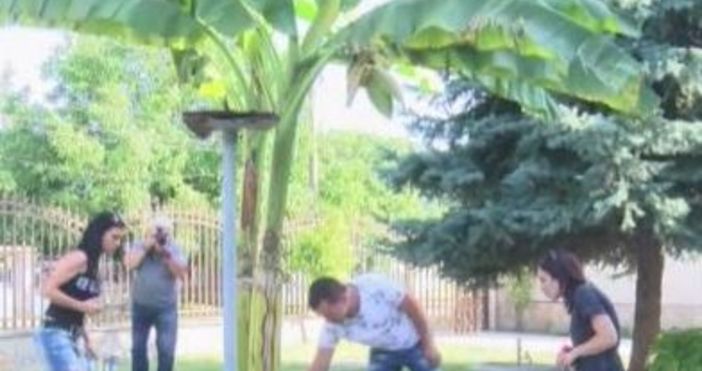 Кадър БНТБанани растат на в двора на къща в Хасково