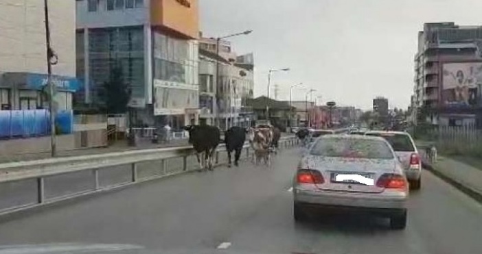 София 2018 година традиционно оживен булевард И на него добитък