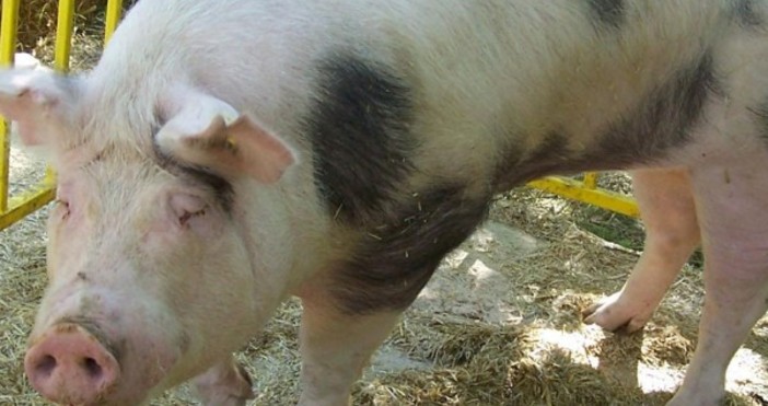 Снимка БулфотоПредставители на най големите свинекомплекси в страната настояват държавата да