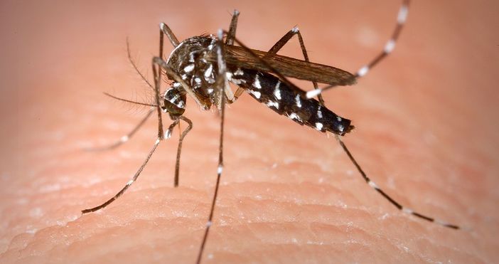Около 54 комарни биотопа са установени от Регионалната здравна инспекция
