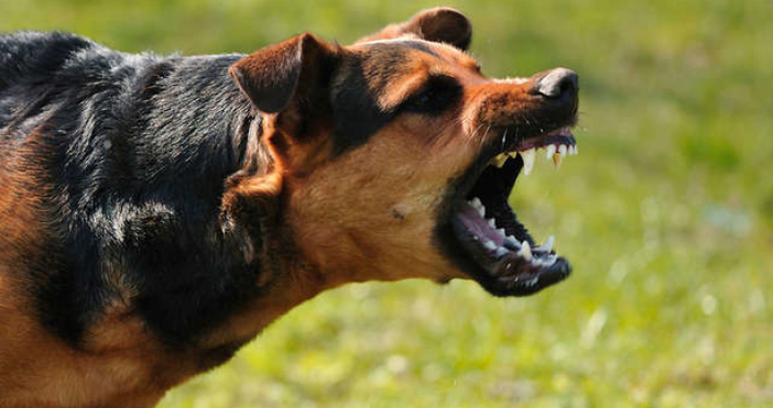 Ухапването на кучета най-често се случва на ръце, крака и