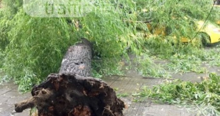 Снимка trafficnews bgДърво е паднало и на още една улица в Пловдив