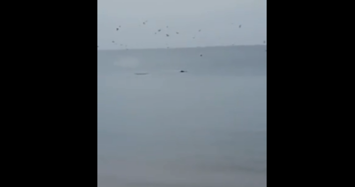 Кадри Петел Истинско вълнение предизвикаха група делфини които се показаха на