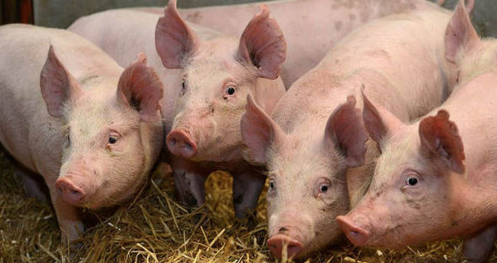 Още едно огнище на африканска чума по свинете е установено