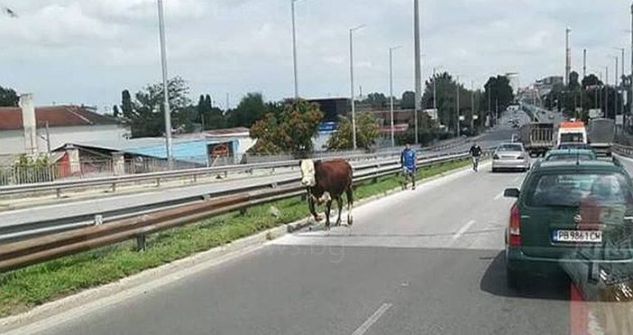 Роми и бик си спретнаха корида из пловдивските улици, но