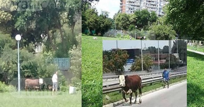TrafficNews.bgКоридата с избягалия бик от роми продължава повече от един