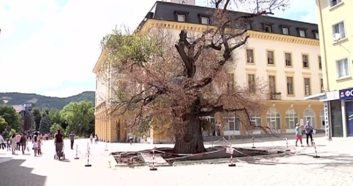 Снимка btvnovinite bgСтарият бряст в Сливен който стана Европейско дърво на