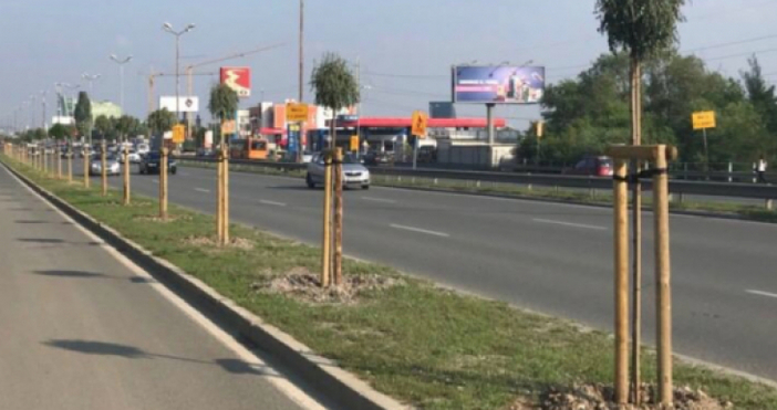 29 от новозасадените дървета покрай Околовръстния път станаха обект на
