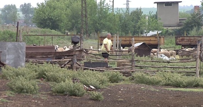Нови 10 села влизат в обсега на ветеринарите заради чумата