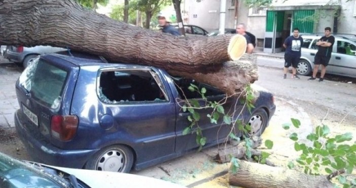 Дърво падна и премаза няколко автомобила в пловдивския кв Христо