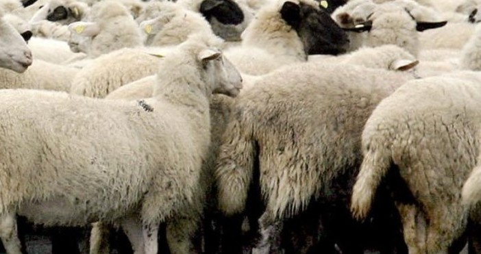 Стопанин на стадо с овце в русенското село Караманово е