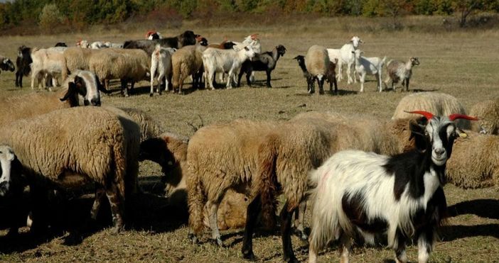 Дългоочакваната втора проба за чума по животните в странджанското село