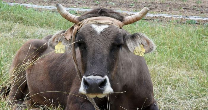 Военни хеликоптери носят вода за стада крави в швейцарските Алпи Запасите