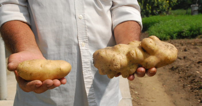 Картоф с тегло близо един килограм отгледа в двора си