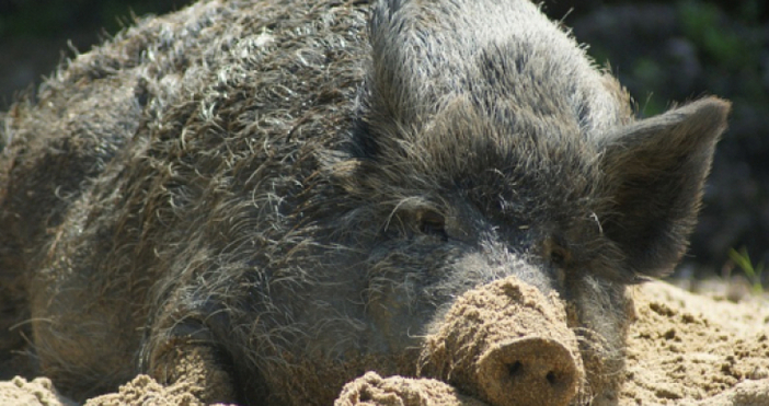 Резултатите на пробите взети от умрялото диво прасе открито миналата седмица