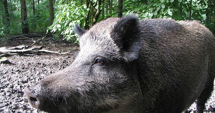 Илюстрация УикипедияЗдравните власти в Румъния са регистрирали случай на прасе