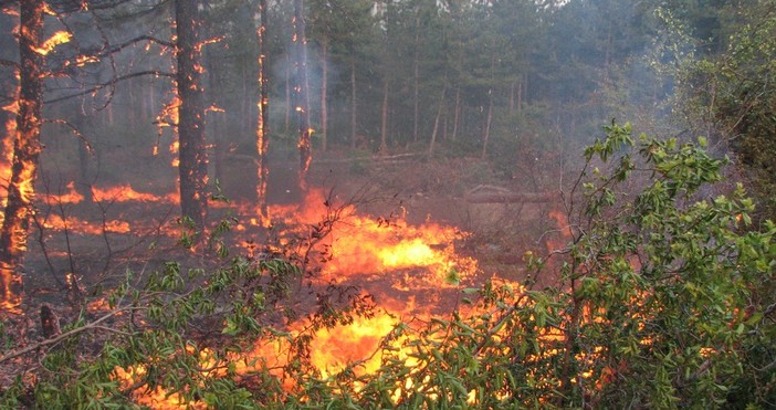 Всички горски служители в страната са в готовност заради високите