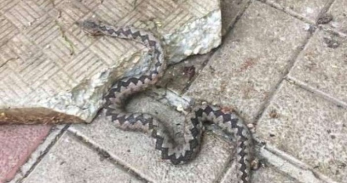 Снимка  bulnews bgРекордните жеги изкараха отровна змия в центъра на Монтана съобщи