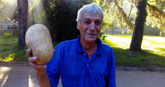 Гигантски картоф отгледа Пламен Лулчев от село Овощник, Казанлъшко. Картофът,