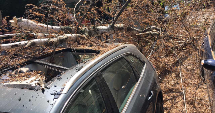 Снимка Антон Ангелов Нова твДърво падна върху две коли в